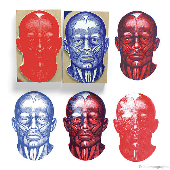 Anatomie de la face
